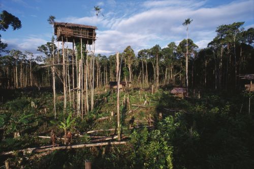 Overview of Khalikhatune. This clan is comprised of three brothers who live in the same clearing.